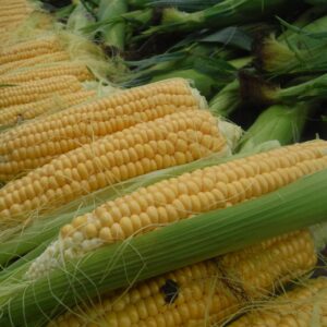 Maïs - blé d'inde