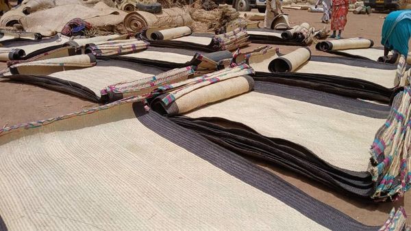 TCHAD :Le palmier ,une plante multi-usages ,est une source de revenus de plusieurs tchadiens.